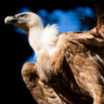 Witty ‘Coronavirus Tourism’ Posters