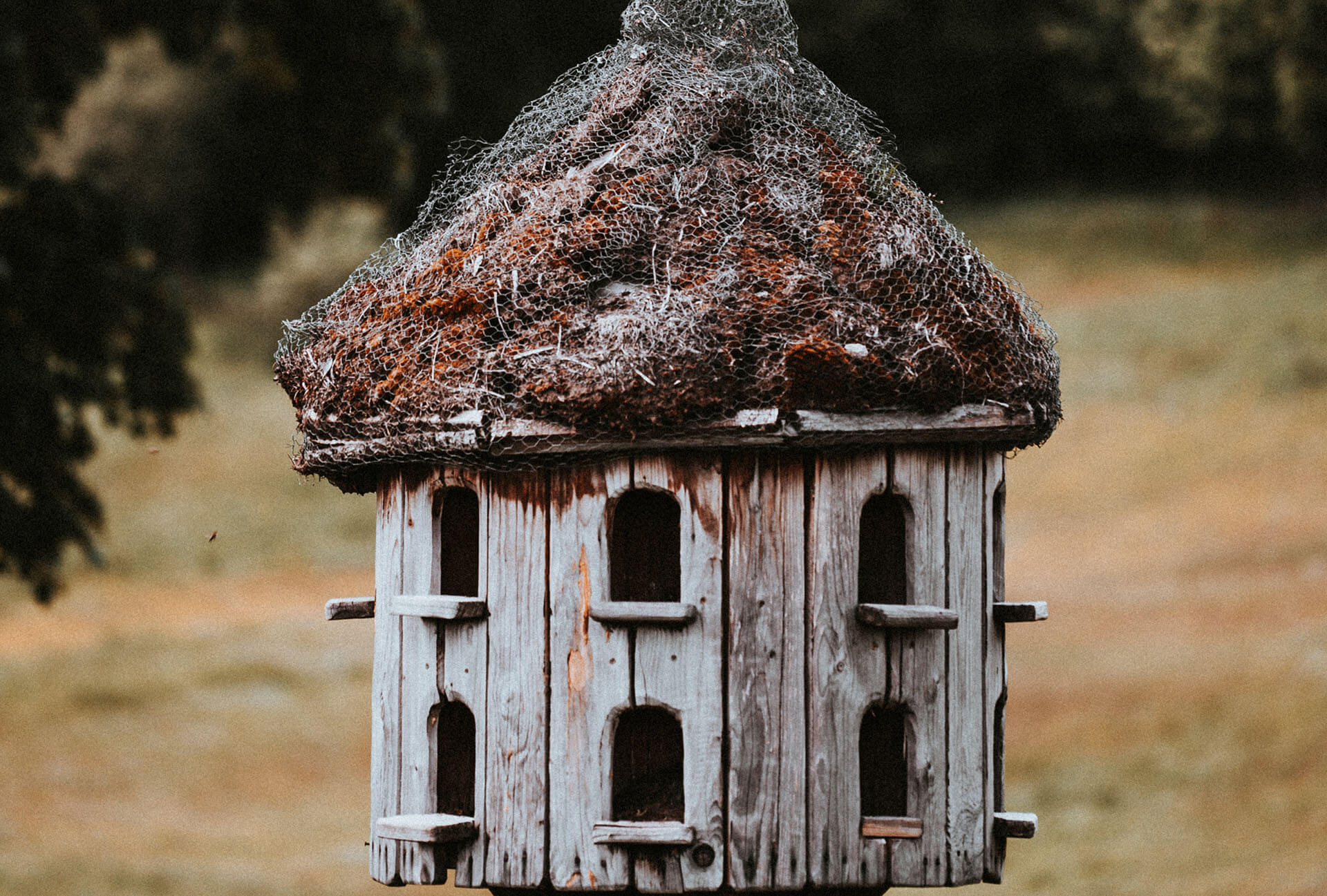 A Horse Struggles to Exist